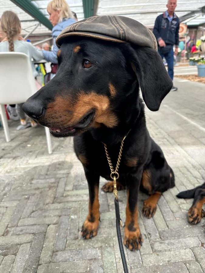 Urlaub Mit Hund -Ferienwohnung "Ahribella"- 格洛威 外观 照片